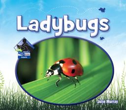 Ladybugs