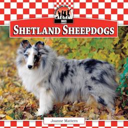 Shetland Sheepdogs