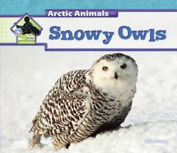 Snowy Owls