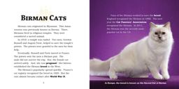 Birman Cats Birman Cats
