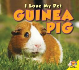 Guinea Pig