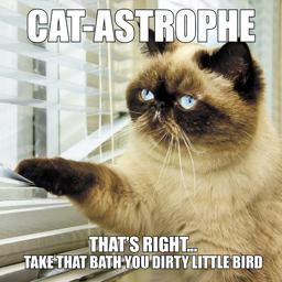 Cat-astrophe: That's Right…take That Bath You Dirty Little Bird  9781623439910 Front Cover