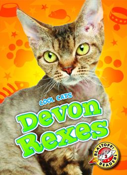 Devon Rexes