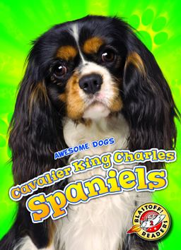 Cavalier King Charles Spaniels Cavalier King Charles Spaniels