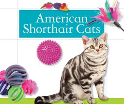 American Shorthair Cats American Shorthair Cats