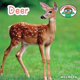 Deer Deer