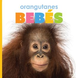 Orangutanes Bebes