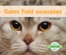 Gatos Fold Escoceses Gatos Fold Escoceses