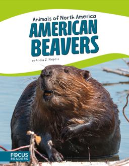 American Beavers American Beavers