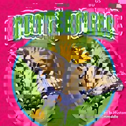 Butterflies Butterflies