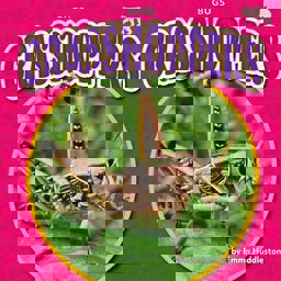 Grasshoppers Grasshoppers