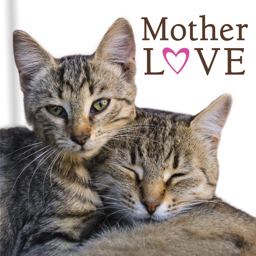 Mothers Love (Cats) Mothers Love (Cats)