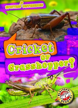 Cricket or Grasshopper?