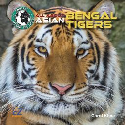 All about Asian Bengal Tigers All about Asian Bengal Tigers