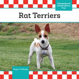 Rat Terriers Rat Terriers