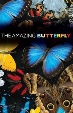 The Amazing Butterfly (Pack Of 25)