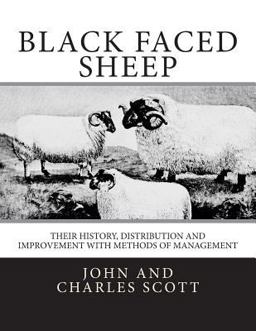 Black Faced Sheep