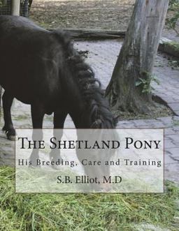 The Shetland Pony