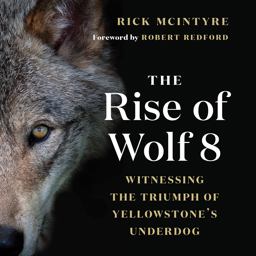 Rise of Wolf 8 Witnessing the Triumph of Yellowstone's Underdog  9781771647809 Front Cover