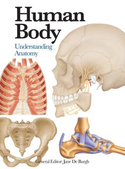 Human Body Understanding Anatomy  9781782743774 Front Cover