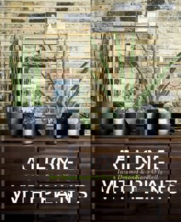 At Home with Plants  9781784721947 Front Cover