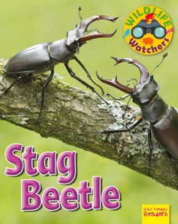 Stag Beetle Stag Beetle