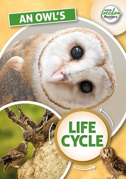 An Owl's Life Cycle An Owl's Life Cycle