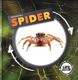 Life Cycle of a Spider