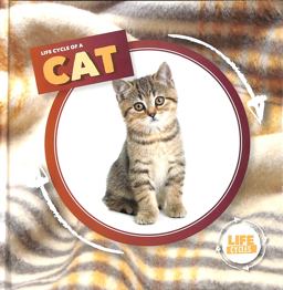 Life Cycle of a Cat