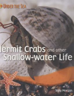 Hermit Crabs and other Shallow Water Life