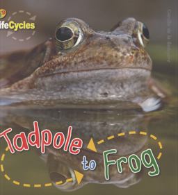 Tadpole to Frog