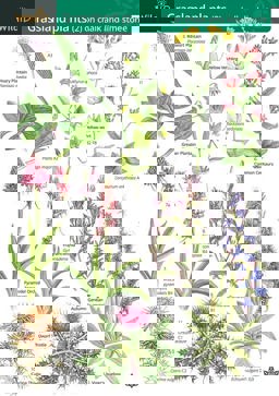 Guide to Grassland Plants: Chalk and Limestone v. 2 Jun  9781851532919 Front Cover