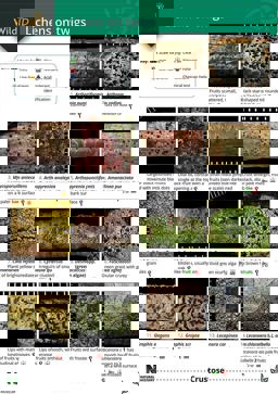 Key to Lichens on Twigs 2003 9781851538843 Front Cover