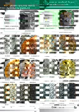 Guide to Common Churchyard Lichens 2004 9781851538942 Front Cover