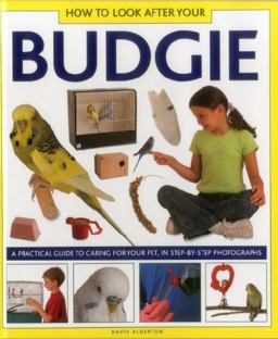 How to Look after Your Budgie