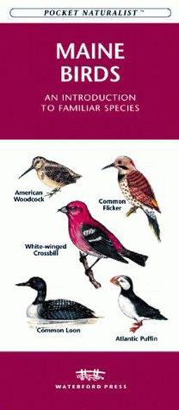 Maine Birds Maine Birds