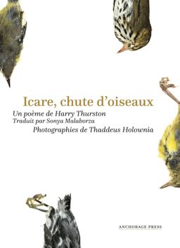 Icare, Chute D'oiseaux