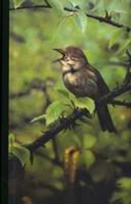 Eoin Mc Hugh ; [introduction By] John Hutchinson