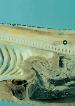 Damien Hirst: Requiem I Damien Hirst: Requiem I