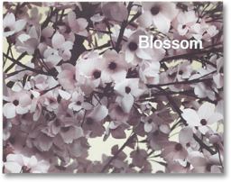 Blossom
