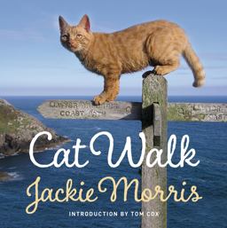 Cat Walk  9781909823273 Front Cover