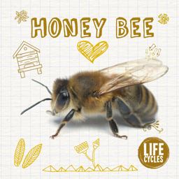 Life Cycle of a Honey Bee  9781910512470 Front Cover