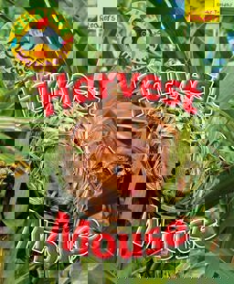 Harvest Mouse Harvest Mouse