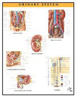 Urinary System Chart