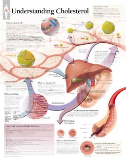 Understanding Cholesterol  9781930633810 Front Cover
