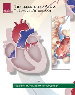 Illustrated ATLAS of Human Physiology  9781932922981 Front Cover