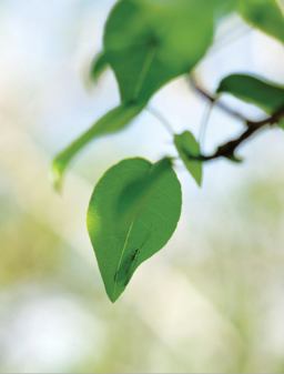 David Hartt: the Histories