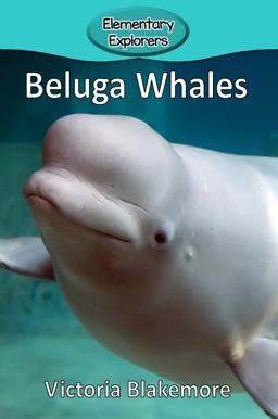 Beluga Whales 1st 9781947439306 Front Cover