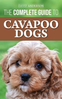 The Complete Guide to Cavapoo Dogs