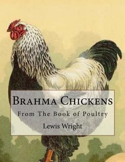 Brahma Chickens